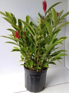 Flor de Planta de Jengibre
