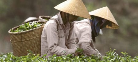 Té Chino